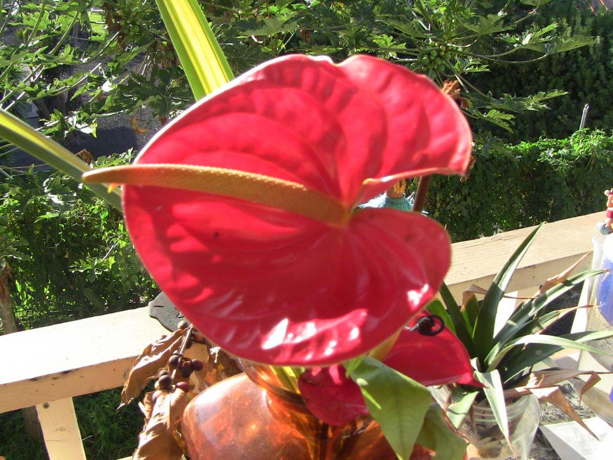 Simple Kona Guest House Keauhou Exterior foto